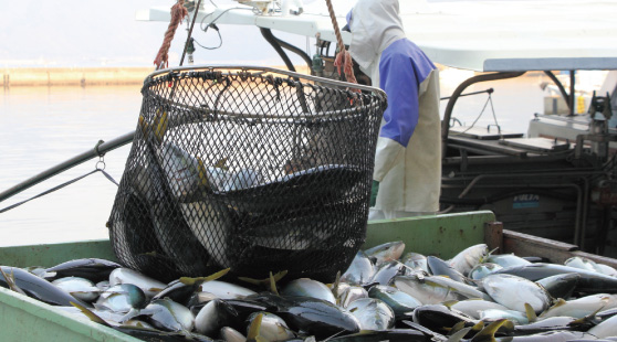 魚市場・養殖施設向けの専用資材